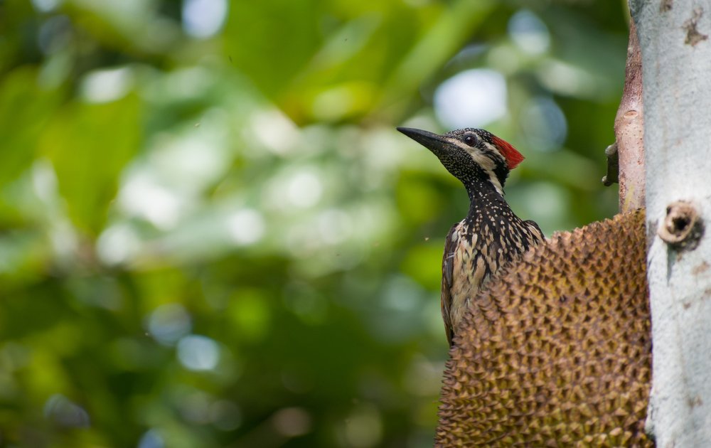 Фотография автора abhilash a k