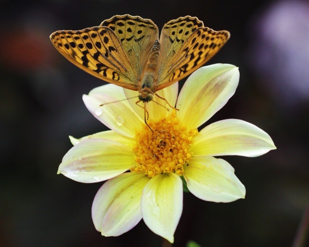 Photograph by Екатерина Фокина