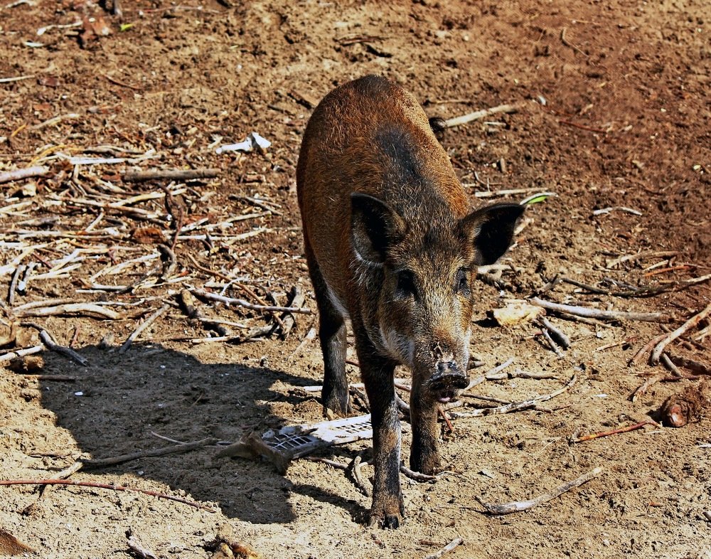 Photograph by Александр Бугаенко