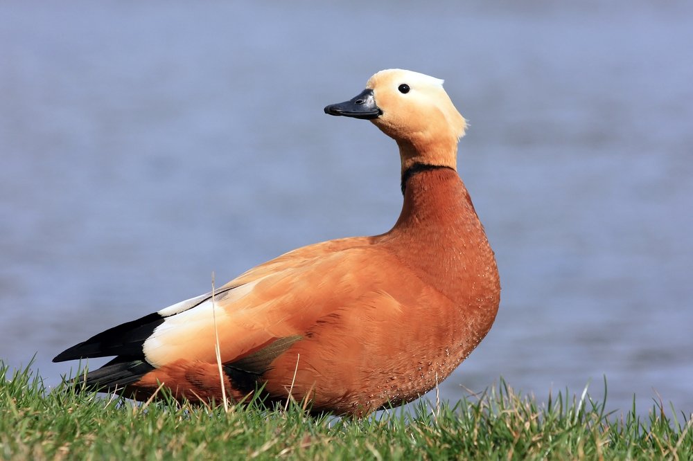 Photograph by Людмила Травина