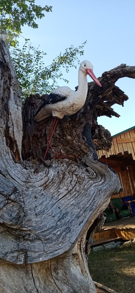 Photo #5100226