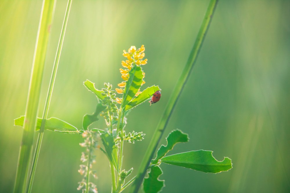 Photograph by Aissa Haffar