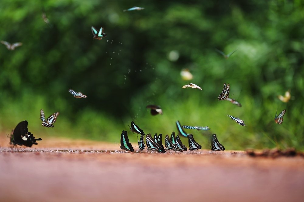 Butterfly season in Ma Da Forest.