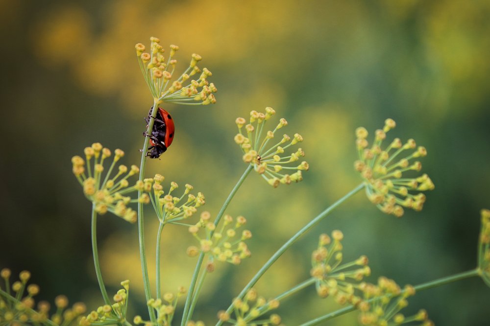 Photograph by Эльза Давлеева