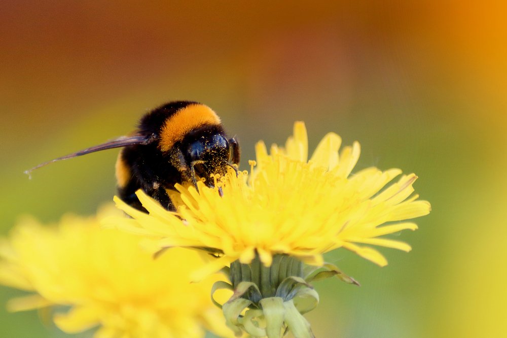 Photograph by Эльза Давлеева