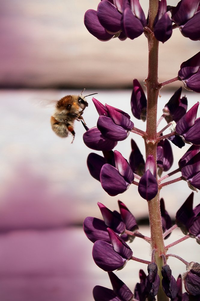 Photograph by Эльза Давлеева