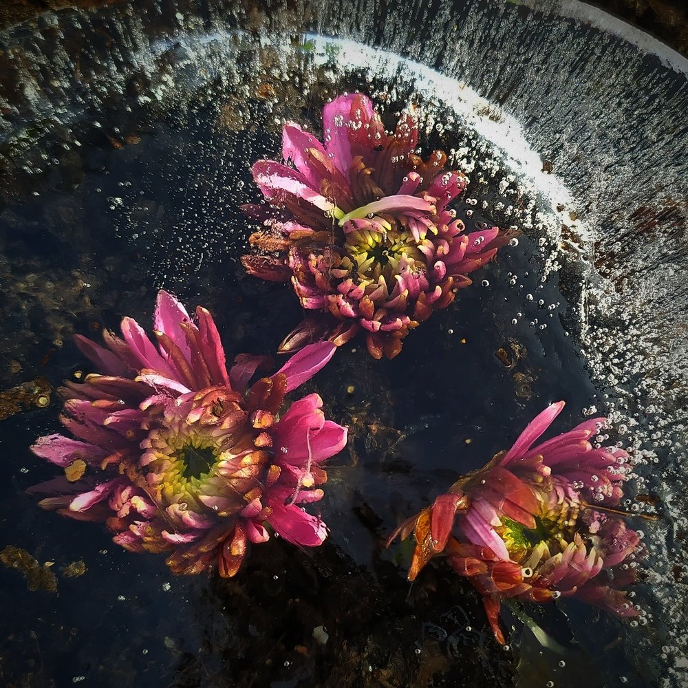 Photograph by Елена Павлова
