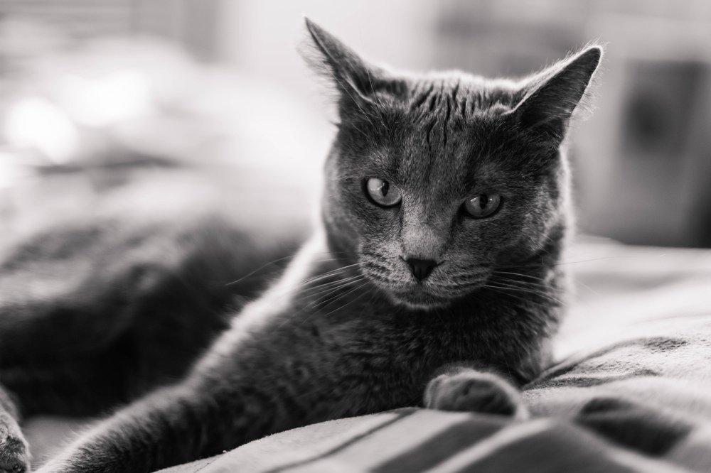 Photograph by Karina Osokina