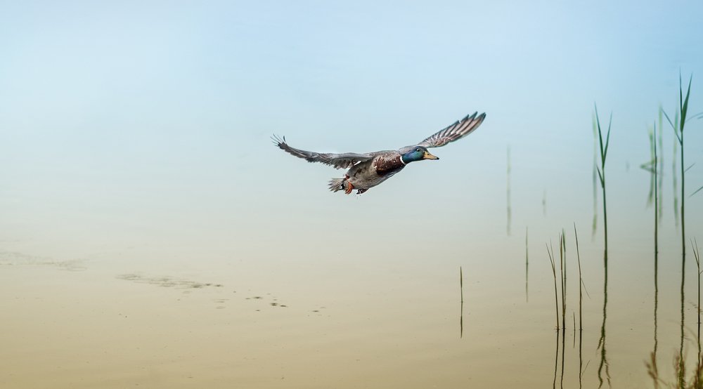 Photograph by Сергей Здерев