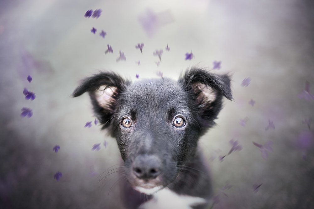 Photograph by Deise de Oliveira