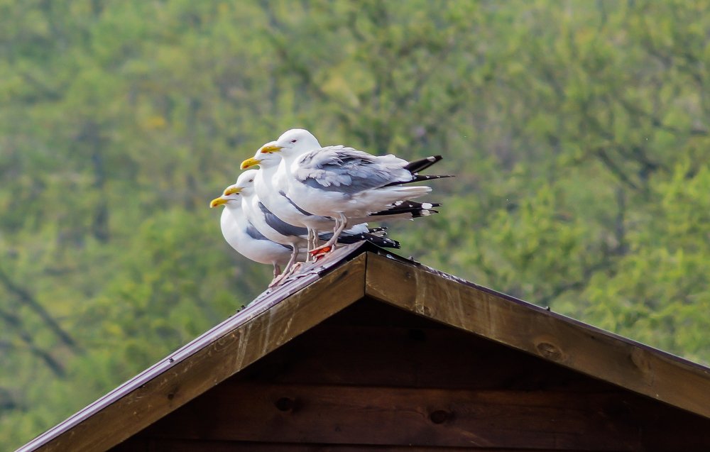 Утреннее построение