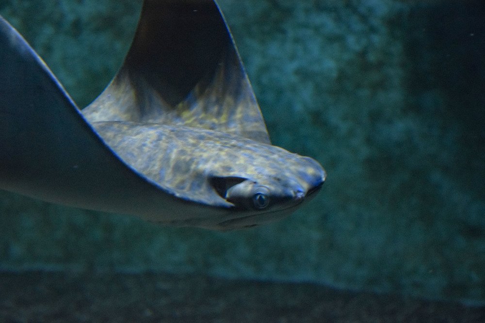 Photograph by Алексей Логинов