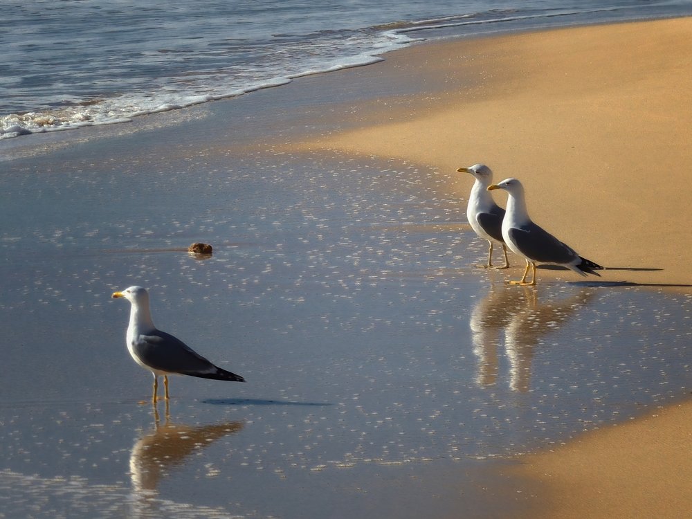 Чайки любовались