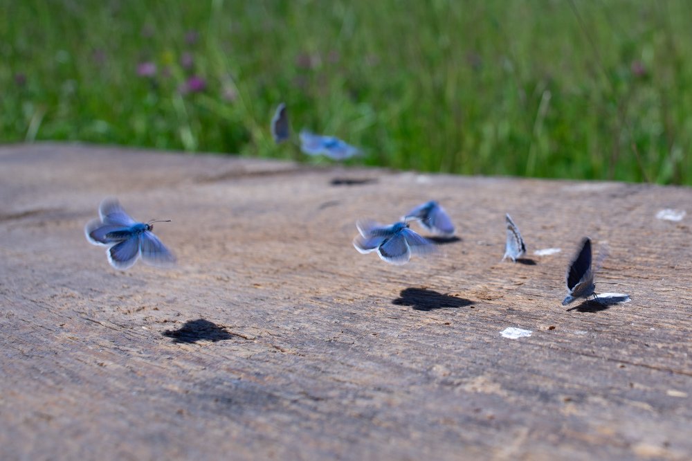 Photograph by Сергей Забиякин