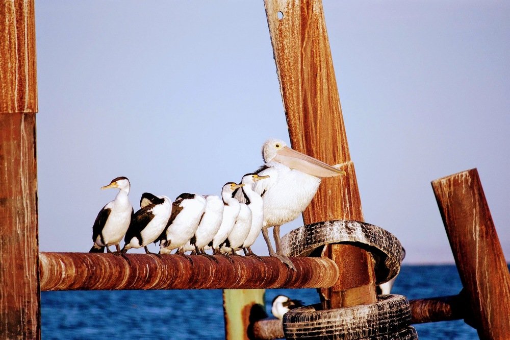 Photograph by Gunasekera Janath