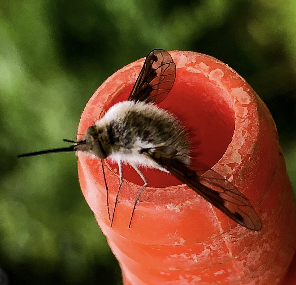 Шерстяная Муха