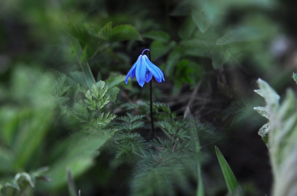 Пролеска (сцилла)