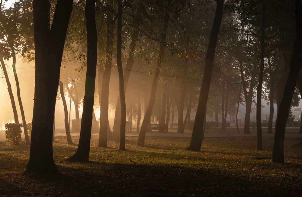 В осеннем парке