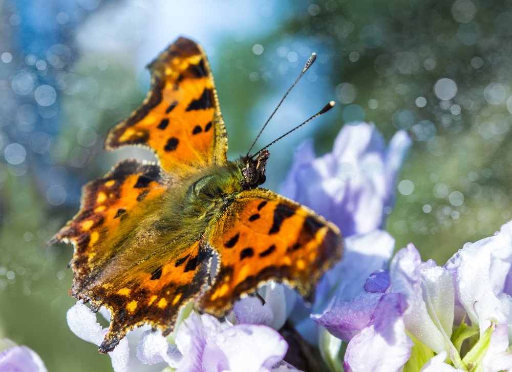 Photograph by Светлана Ковалёнок