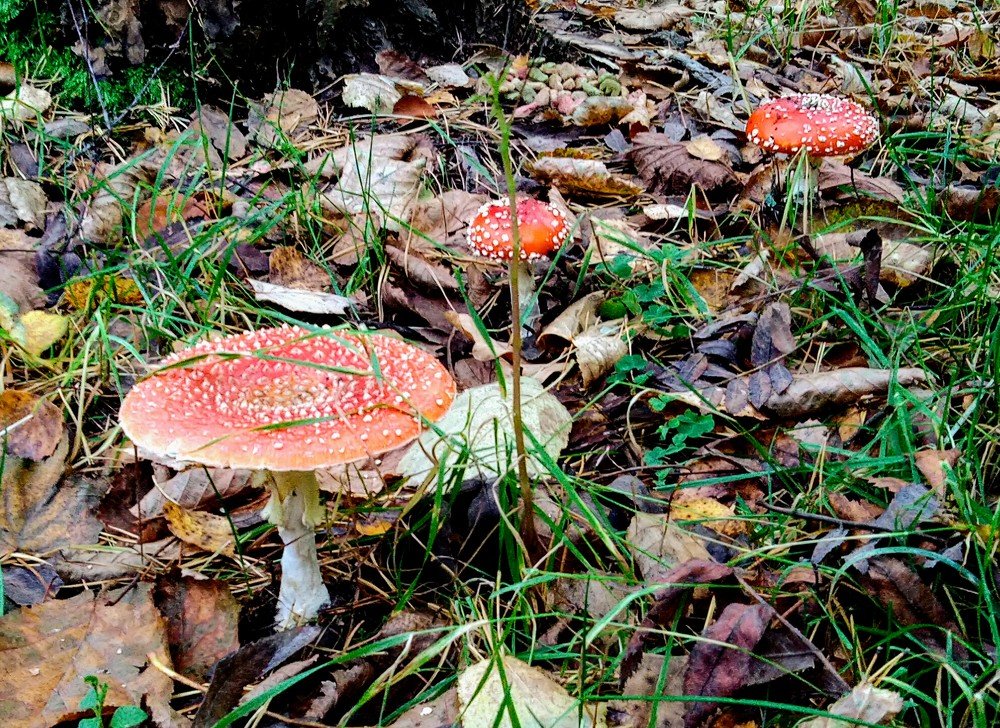 Трое в лесу