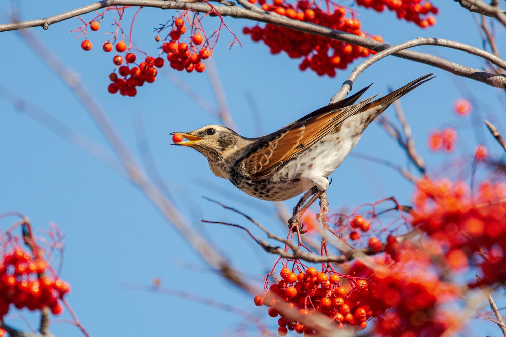 Photograph by Виктор Чернюк