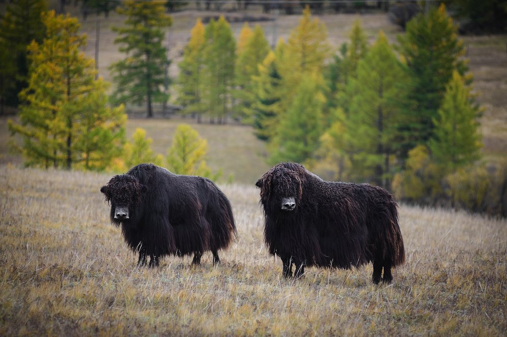 Photograph by Иван Мерко