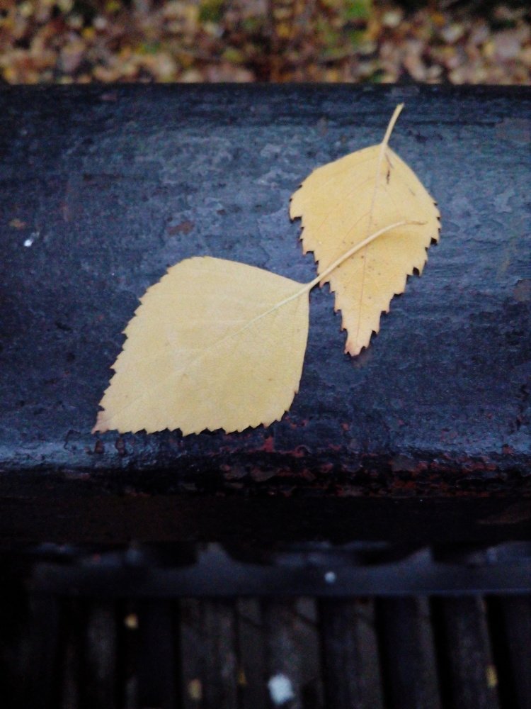 И листья умеют дружить