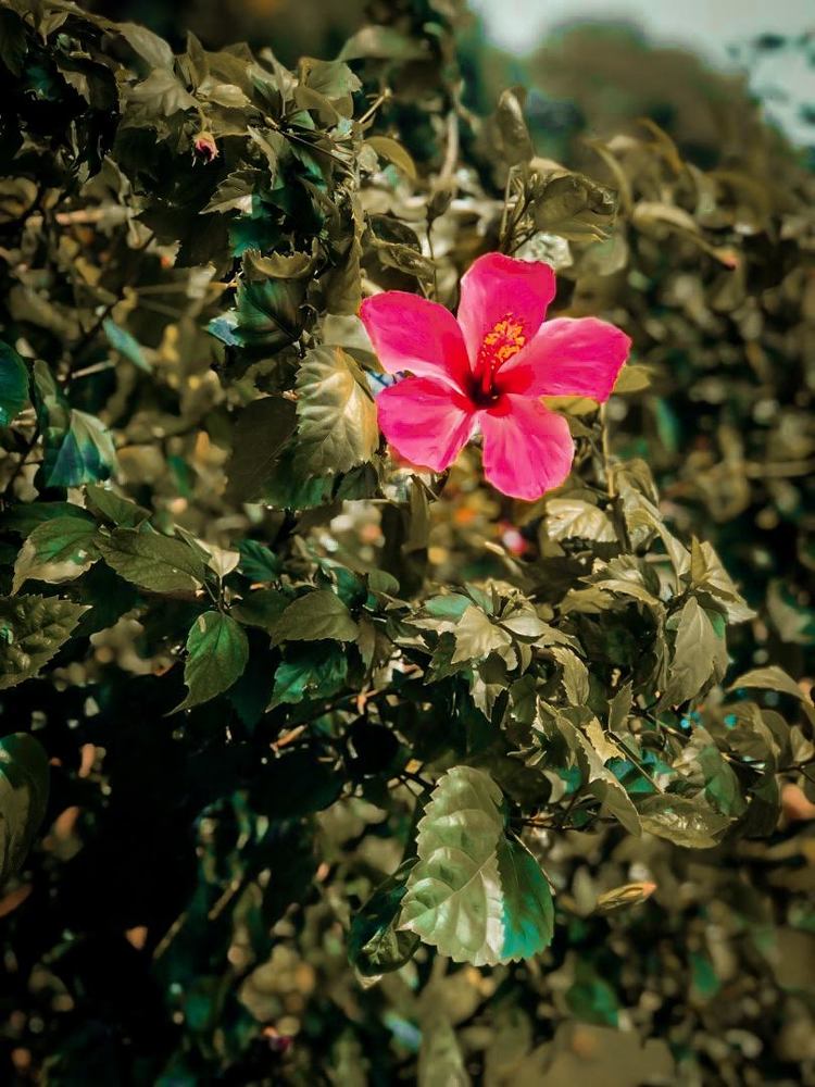 Malaysian National Flower