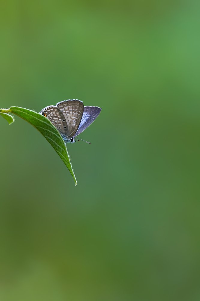 Photograph by Kushan Madushanka Sonnadara