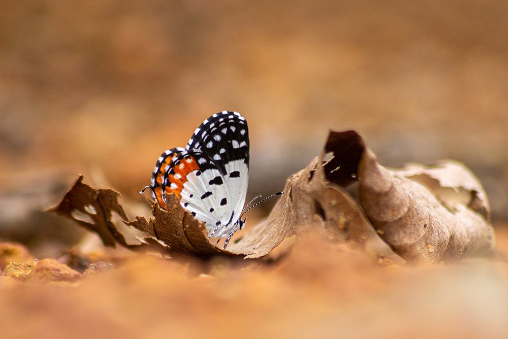 Photograph by Kushan Madushanka Sonnadara
