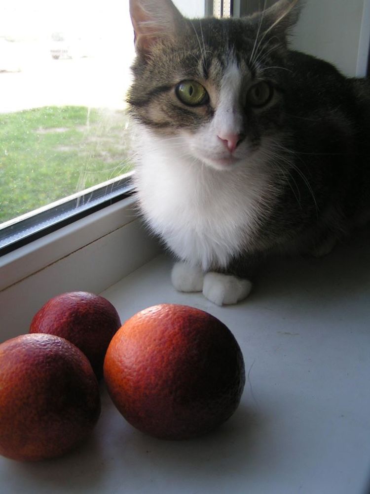 Photograph by Tsina Palynskaya