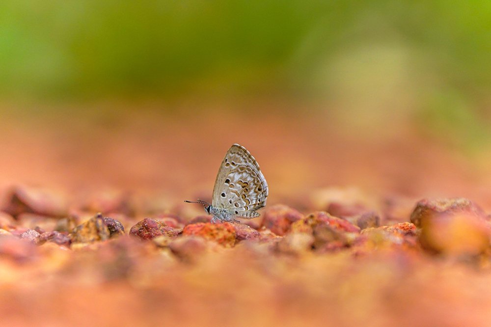 Photograph by Kushan Madushanka Sonnadara