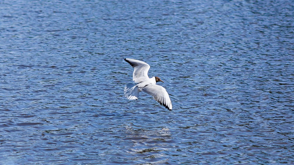 Photograph by Георгий Меркулов