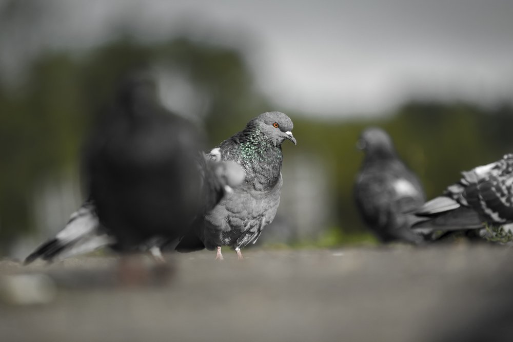 Photograph by Георгий Меркулов