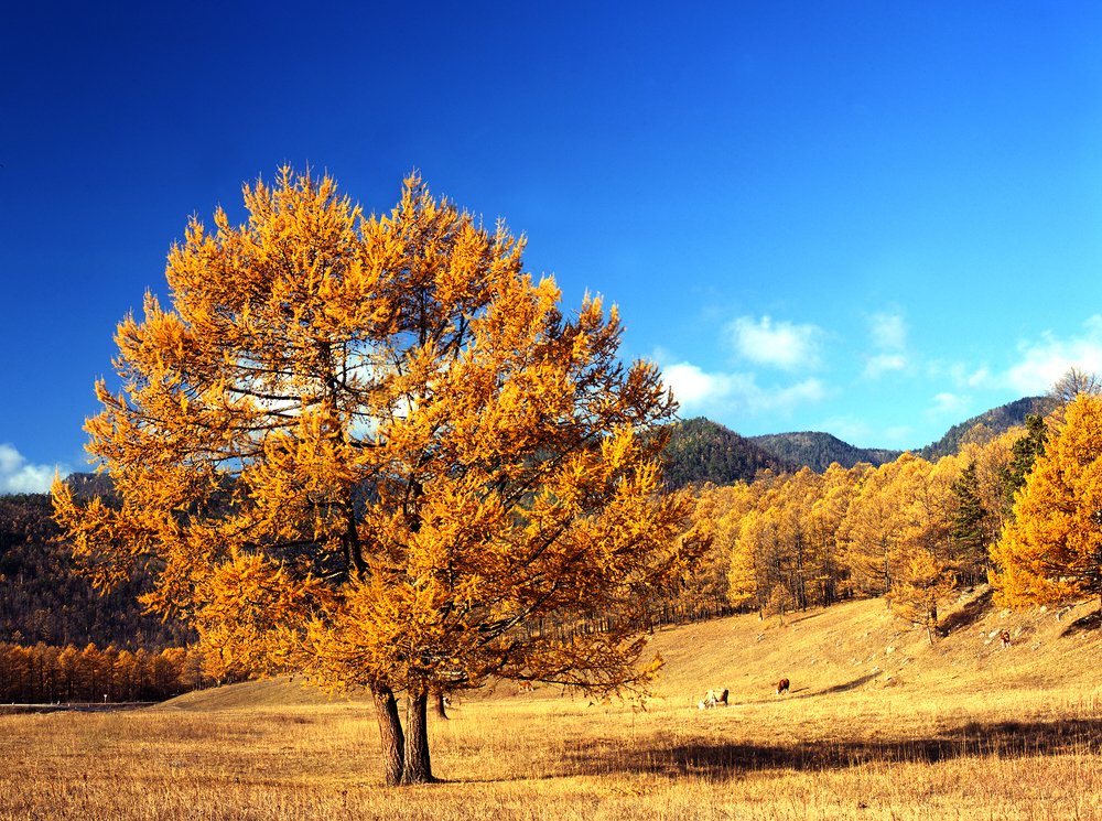Фотография автора Игорь Железняк