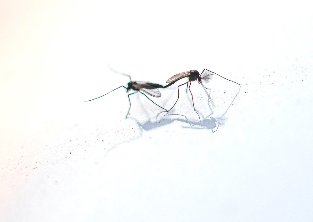 Photograph by Алексей Сиваков