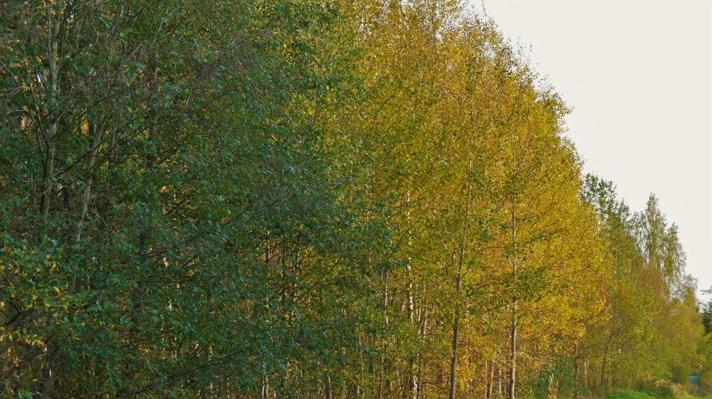 Photograph by Екатерина Апрелева