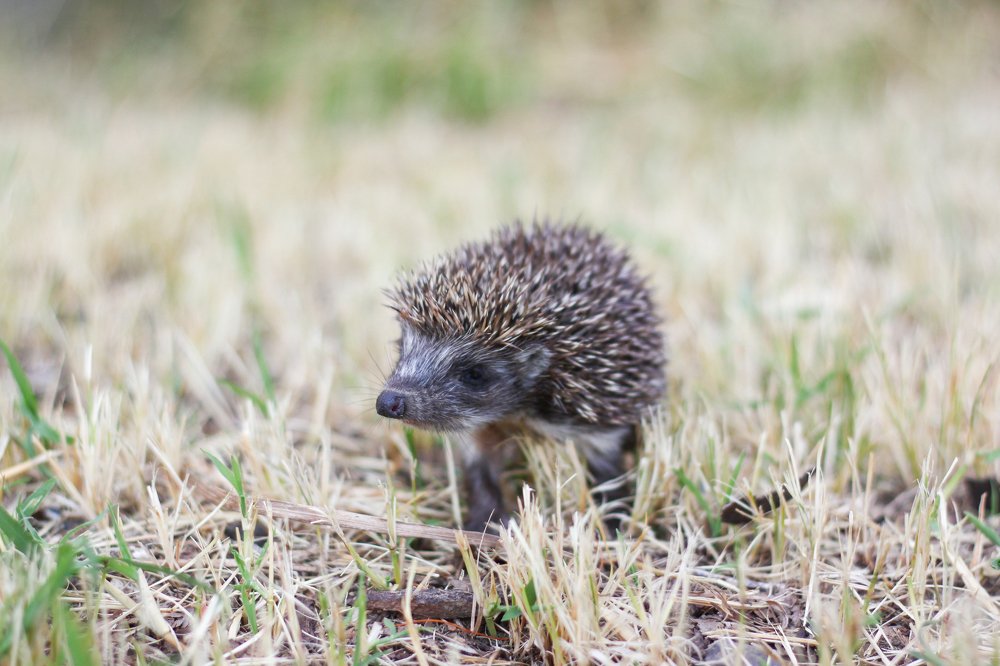 Photograph by Jana Vukomanovic