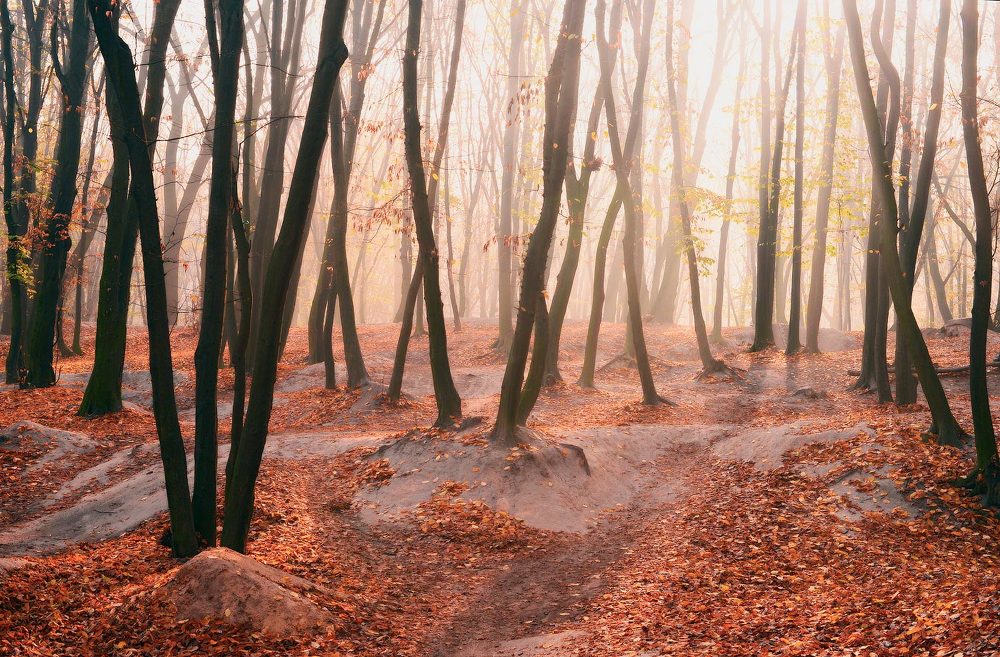 Photograph by Aeromast