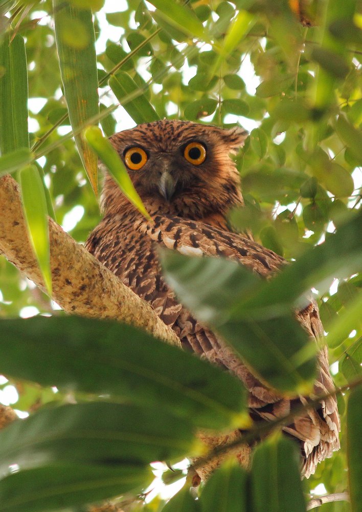 Brown fish owl