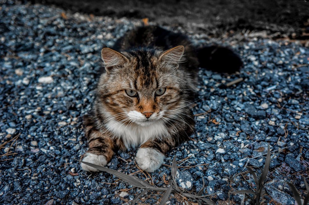 Photograph by Romanov Denis