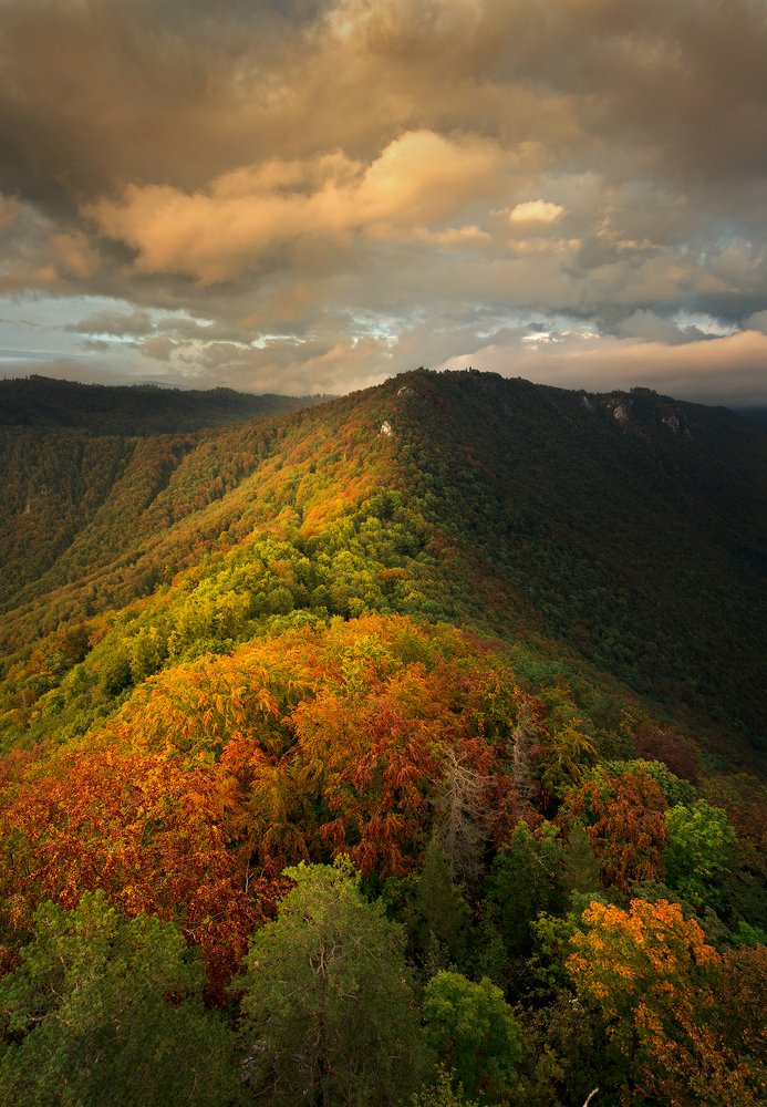 Golden hour light's up wild forest.