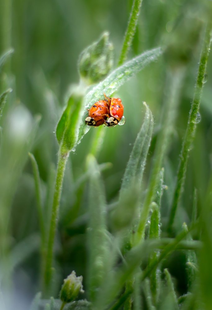 Photograph by Евгения Бочарова