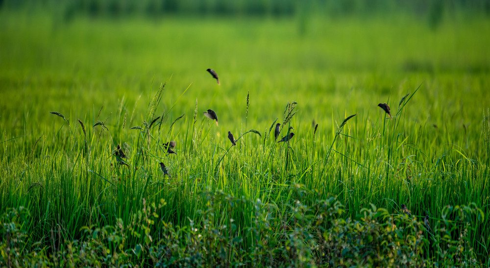 Photograph by Channal Sean