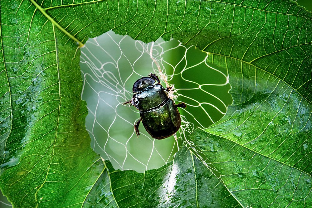 Photograph by Channal Sean