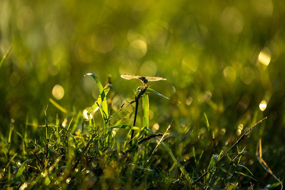 Photograph by Channal Sean