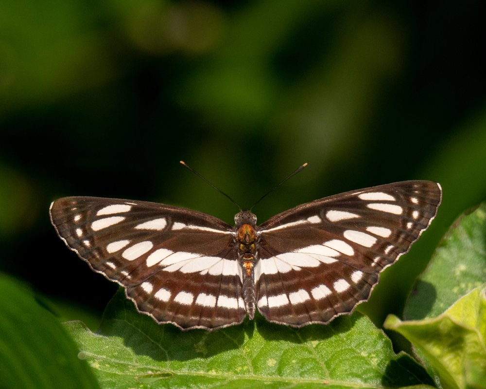 Photograph by Shyam Hirurkar