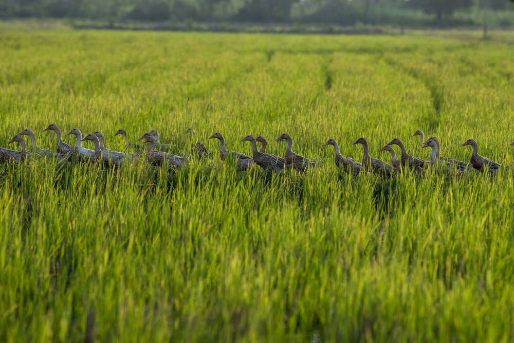 Photograph by Channal Sean