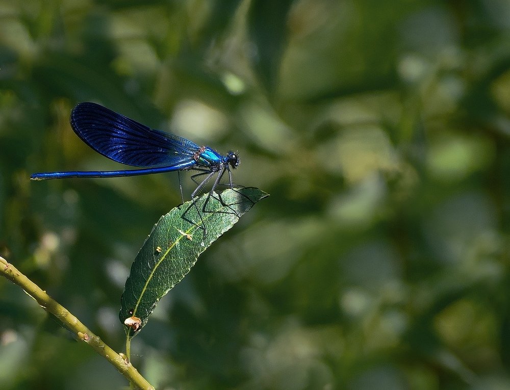 Фотография автора Елена Бурцева