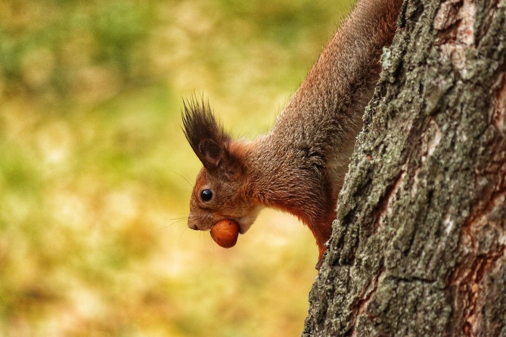 Squirrel in the park